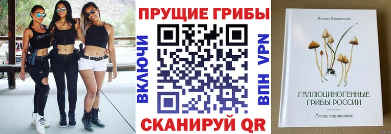 закладки  Курск  Галлюциногенные грибы GOLDEN TEACHER 